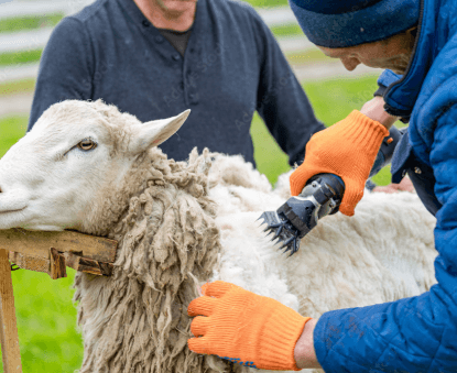Shearing wool